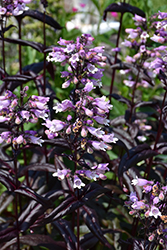 Dakota Burgundy Beard Tongue (Penstemon digitalis 'TNPENDB') at Peter Knippel Garden Centre