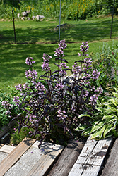 Dakota Burgundy Beard Tongue (Penstemon digitalis 'TNPENDB') at Peter Knippel Garden Centre