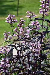 Dakota Burgundy Beard Tongue (Penstemon digitalis 'TNPENDB') at Peter Knippel Garden Centre