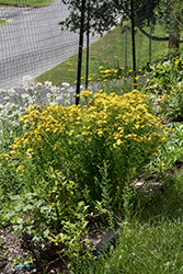 St. John's Wort (Hypericum perforatum) at Peter Knippel Garden Centre
