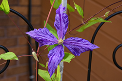 Tie Dye Clematis (Clematis 'Tie Dye') at Lakeshore Garden Centres
