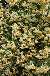 Littleleaf Linden (Tilia cordata) at Lakeshore Garden Centres