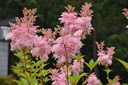 Venusta Queen Of The Prairie (Filipendula rubra 'Venusta') at Peter Knippel Garden Centre