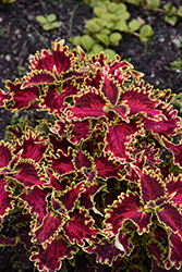 Vulcan Coleus (Solenostemon scutellarioides 'Vulcan') at Lakeshore Garden Centres