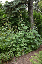 Plume Poppy (Macleaya cordata) at Lakeshore Garden Centres