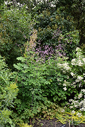 Splendide Meadow Rue (Thalictrum delavayi 'Splendide') at Lakeshore Garden Centres
