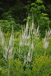 Culver's Root (Veronicastrum virginicum) at Peter Knippel Garden Centre