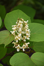 Chinese Catalpa (Catalpa ovata) at Lakeshore Garden Centres