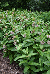 Common Milkweed (Asclepias syriaca) at Peter Knippel Garden Centre