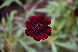 Choca Mocha Chocolate Cosmos (Cosmos atrosanguineus 'Choca Mocha') at Lakeshore Garden Centres