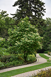 Chinese Catalpa (Catalpa ovata) at Lakeshore Garden Centres