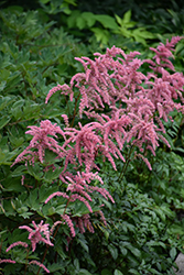 Super Sprite Astilbe (Astilbe simplicifolia 'Super Sprite') at Lakeshore Garden Centres