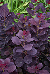 Royal Purple Smokebush (Cotinus coggygria 'Royal Purple') at Peter Knippel Garden Centre