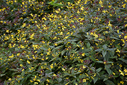 Firecracker Loosestrife (Lysimachia ciliata 'Firecracker') at Lakeshore Garden Centres