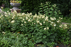 Queen Of The Meadow (Filipendula ulmaria) at Lakeshore Garden Centres