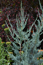 Blue Haven Juniper (Juniperus scopulorum 'Blue Haven') at Peter Knippel Garden Centre
