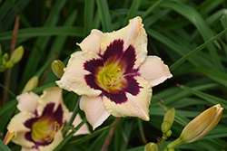Canadian Border Patrol Daylily (Hemerocallis 'Canadian Border Patrol') at Lakeshore Garden Centres