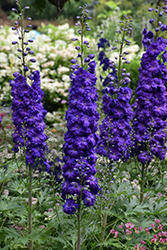 Laser Beam Larkspur (Delphinium 'Laser Beam') at Lakeshore Garden Centres
