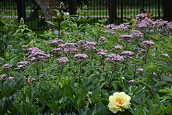 Joe Pye Weed (Eupatorium maculatum) at Green Thumb Garden Centre
