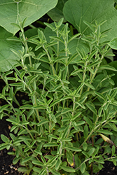 Sweetleaf (Stevia rebaudiana) at Lakeshore Garden Centres