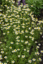 German Chamomile (Matricaria chamomilla) at Lakeshore Garden Centres