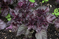 Red Shiso Perilla (Perilla frutescens var. crispa) at Lakeshore Garden Centres