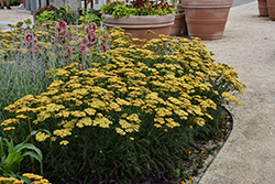 Terra Cotta Yarrow (Achillea 'Terra Cotta') at Peter Knippel Garden Centre