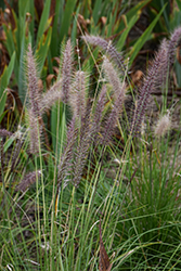 Fuzzy Fountain Grass (Pennisetum setaceum 'Fuzzy') at Lakeshore Garden Centres