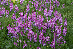 Stark's Hybrids Prairie Mallow (Sidalcea 'Stark's Hybrids') at Lakeshore Garden Centres