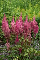 Mighty Chocolate Cherry Chinese Astilbe (Astilbe chinensis 'Mighty Chocolate Cherry') at Peter Knippel Garden Centre