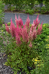 Mighty Chocolate Cherry Chinese Astilbe (Astilbe chinensis 'Mighty Chocolate Cherry') at Peter Knippel Garden Centre