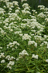 Ice Ballet Milkweed (Asclepias incarnata 'Ice Ballet') at Peter Knippel Garden Centre