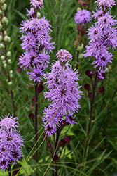 Rocky Mountain Blazing Star (Liatris ligulistylis) at Peter Knippel Garden Centre