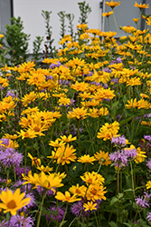 Summer Sun False Sunflower (Heliopsis helianthoides 'Summer Sun') at Lakeshore Garden Centres