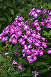 Flame Purple Eye Garden Phlox (Phlox paniculata 'Barthirtythree') at Lakeshore Garden Centres