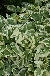 Variegated Bishop's Goutweed (Aegopodium podagraria 'Variegata') at Lakeshore Garden Centres