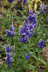 Blue Bomb Speedwell (Veronica spicata 'Blue Bomb') at Lakeshore Garden Centres