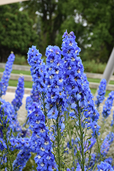 Blue Fountains Larkspur (Delphinium 'Blue Fountains') at Lakeshore Garden Centres