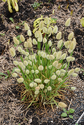 Bunny Tails Grass (Lagurus ovatus) at Lakeshore Garden Centres