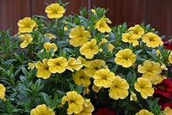 Calitastic Butter Calibrachoa (Calibrachoa 'Calitastic Butter') at Lakeshore Garden Centres