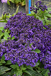 Marine Heliotrope (Heliotropium arborescens 'Marine') at Lakeshore Garden Centres