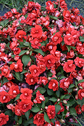 Rockapulco Red Impatiens (Impatiens 'BALFIESALED') at Lakeshore Garden Centres