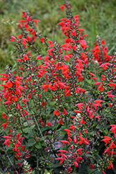 Unplugged Red Salvia (Salvia 'DWsahyb03') at Lakeshore Garden Centres