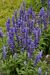 Unplugged So Blue Salvia (Salvia farinacea 'G14251') at Lakeshore Garden Centres