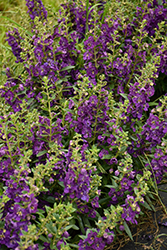 Angelface Blue Angelonia (Angelonia angustifolia 'ANBLU140') at Lakeshore Garden Centres