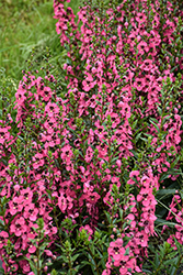 Angelface Perfectly Pink Angelonia (Angelonia angustifolia 'Balang15434') at Lakeshore Garden Centres