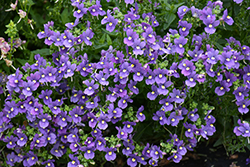 Bluebird Nemesia (Nemesia 'Bluebird') at Lakeshore Garden Centres