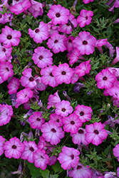 Supertunia Tiara Pink Petunia (Petunia 'PEHY0083') at Lakeshore Garden Centres