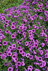 Supertunia Mini Vista Plum Veined Petunia (Petunia 'WGPETSMVPV25') at Lakeshore Garden Centres