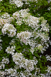 Pee Gee Hydrangea (Hydrangea paniculata 'Grandiflora') at Peter Knippel Garden Centre
